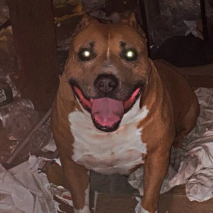 I miss you tank