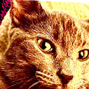 like the cat go say miowe 