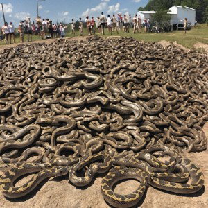 Snake pit