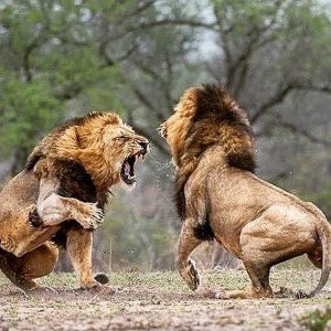 Big Manes