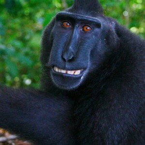 monkey in the middle 