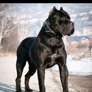 marka