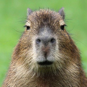 prinses Capybara 