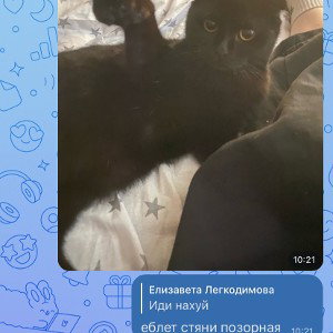 дитя обезьяны