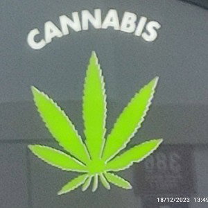 cannabis 