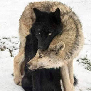 Amour inconditionnel