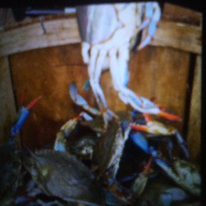 crabs in the bucket