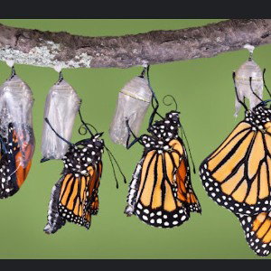 Metamorphosis