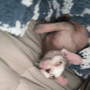 i am a baby bear sleeping in a cave (or something)
