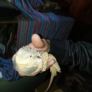  Colombian Connect
