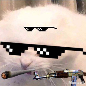 Hahahaa CATS DAYℋ℘ℛℜℌ᳄ᮮ