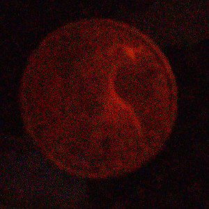 night vision 
