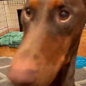 K9