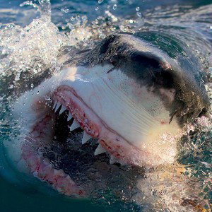 Sharks in the Water