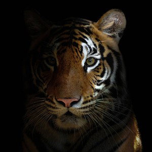 CHANTIGER - SOUL CATCHER 