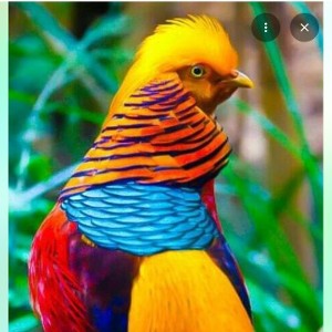 MO BIRD SHIT