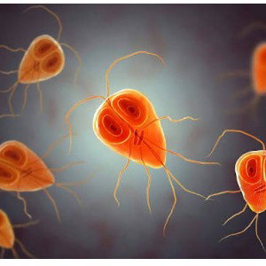 PARASITOS