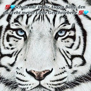 Babey  Gehe Nicht 
