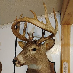buck up buck up buck up🦌 