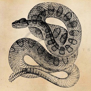 rattle snake