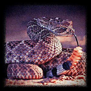 The Rattler [Neo Boom Bap]
