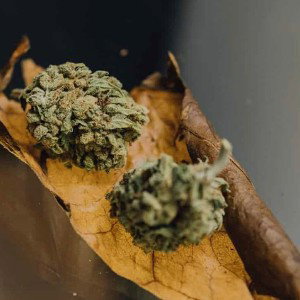 Fronto n Tree