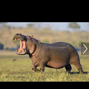 _hippopotamus__rynosorus_ancient_dinosaurs__tyrannosaurus____hippopotamus__rynosorus_ancient_dinosaurs__tyrannosaurus___