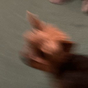 Canine