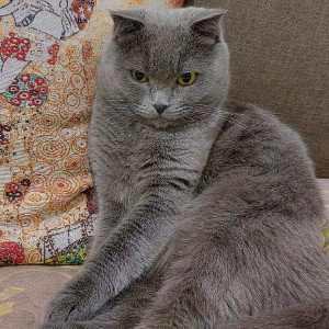 Мой кот