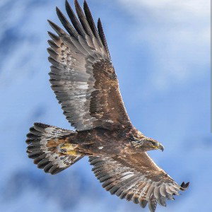 ADLER