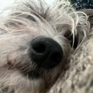 koda