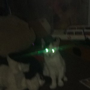 my cat 2!!!