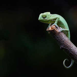 CHAMELEON. 