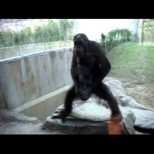monkey pride nigga