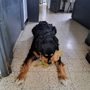 mon chien
