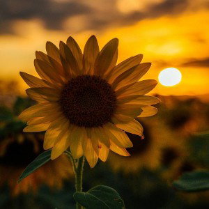 MEYZON ....SUNFLOWER 