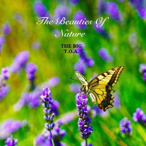 The Beauties Of Nature