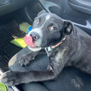 ROLLEY B 🦴🐾