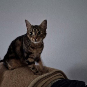 Milo on the top