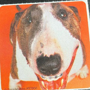 dog freestyle