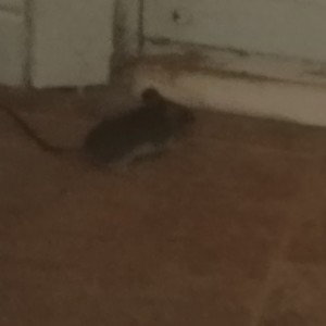 Mouse