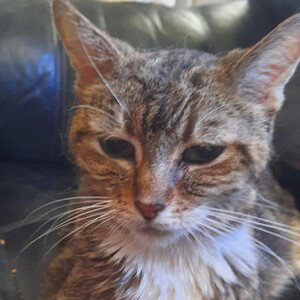 Just a cat