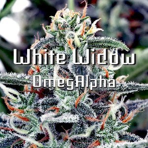 White Widow (EP5 : Ténèbres, Humour, et Cannabis)