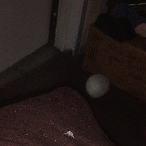 Untitled _5_