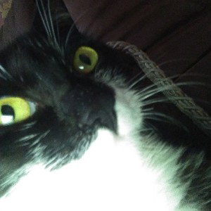 котик что ты делаешь😑