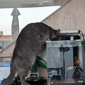 miau