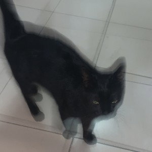 bonboncha