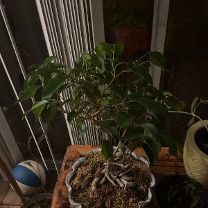 bonsai