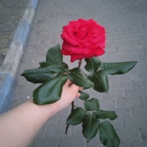 Новичок (13:10)