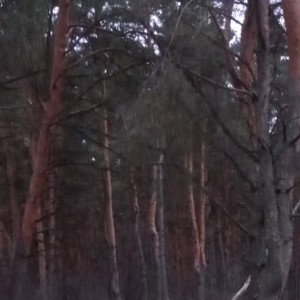 одинокий скин